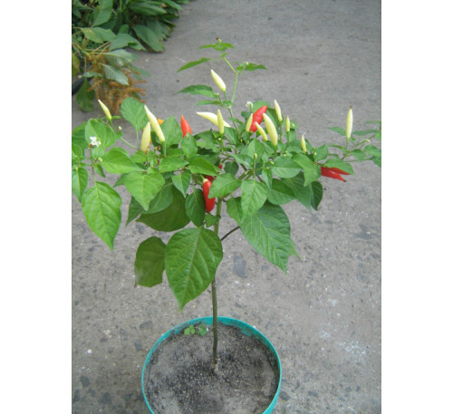 Насіння перцю гіркого Аджи Баккатум різнокольоровий (Pepper Aji Omnicolor Baccatum)